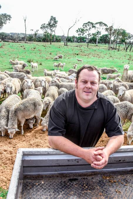 The sheep at the Goodwin family's property are fed a 'top secret' ration, which includes spent grain from the New England Brewing Co.