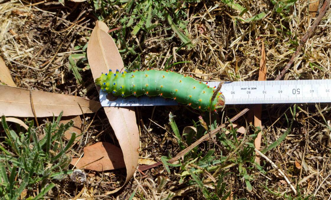 The emperor gum moth caterpillar is not usually seen on the ground.
