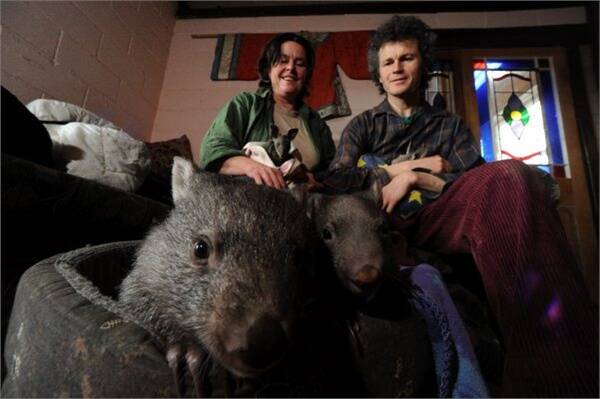 Hepburn Wildlife Shelter operators Gayle Chappell and Jon Rowdon with some of their furry friends. Picture: Jeremy Bannister