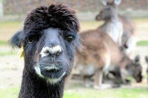 HERE'S LOOKIN' AT YOU KID: Alpacas have been introduced to Ballarat Wildlife Park to protect the kangaroos.