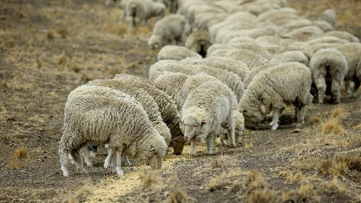 Graziers' emergency: Sheep eat feed given to them so they survive the drought affecting NSW. Photo: Peter Stoop