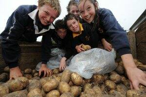 LOTS OF SPUDS: Tom Mahar, Brett Maher, Alistair Rix, Ryan Maher and Maggie Quinlan help pack bags of potatoes for passing motorists outside McCain Foods yesterday.