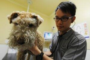 MEDICAL CARE: Dr Horace Tang checks over Teddy, who was attacked by a bull terrier in August.