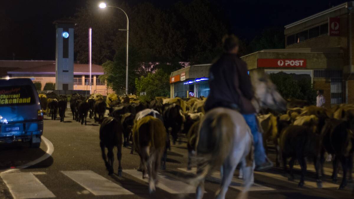 Floodwaters force a cow muster through the centre of Wauchope on the NSW North Coast. Photo: JEREMY HARDY