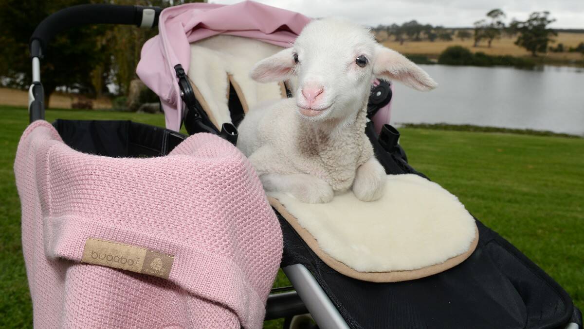 Lamb from Toland Merino Stud in Violet Town. PIC: KATE HEALY