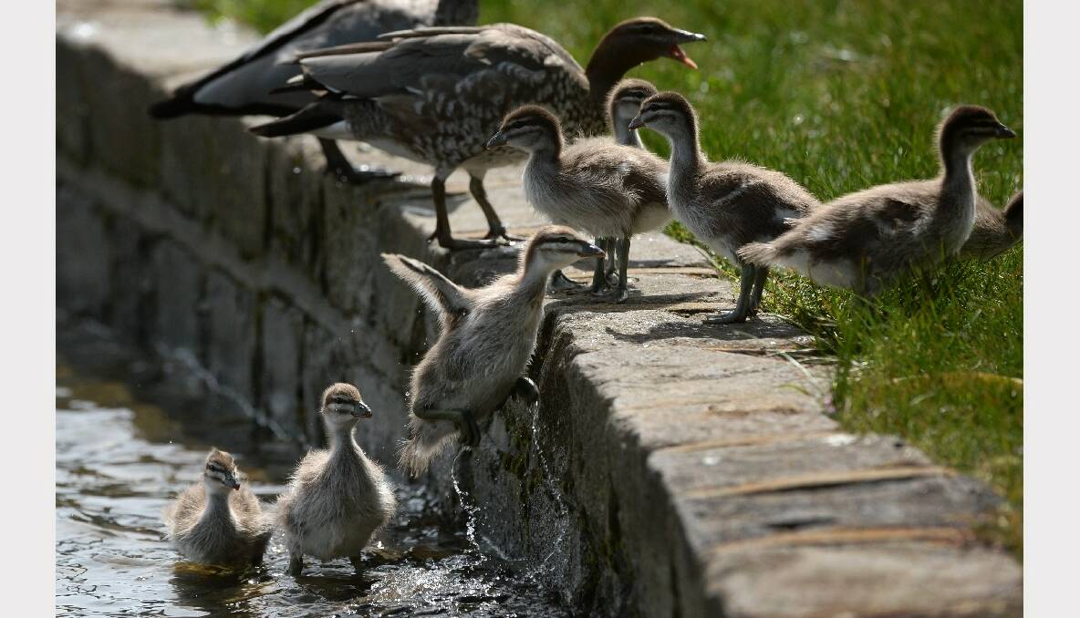Ducklings at Lake Wendouree.