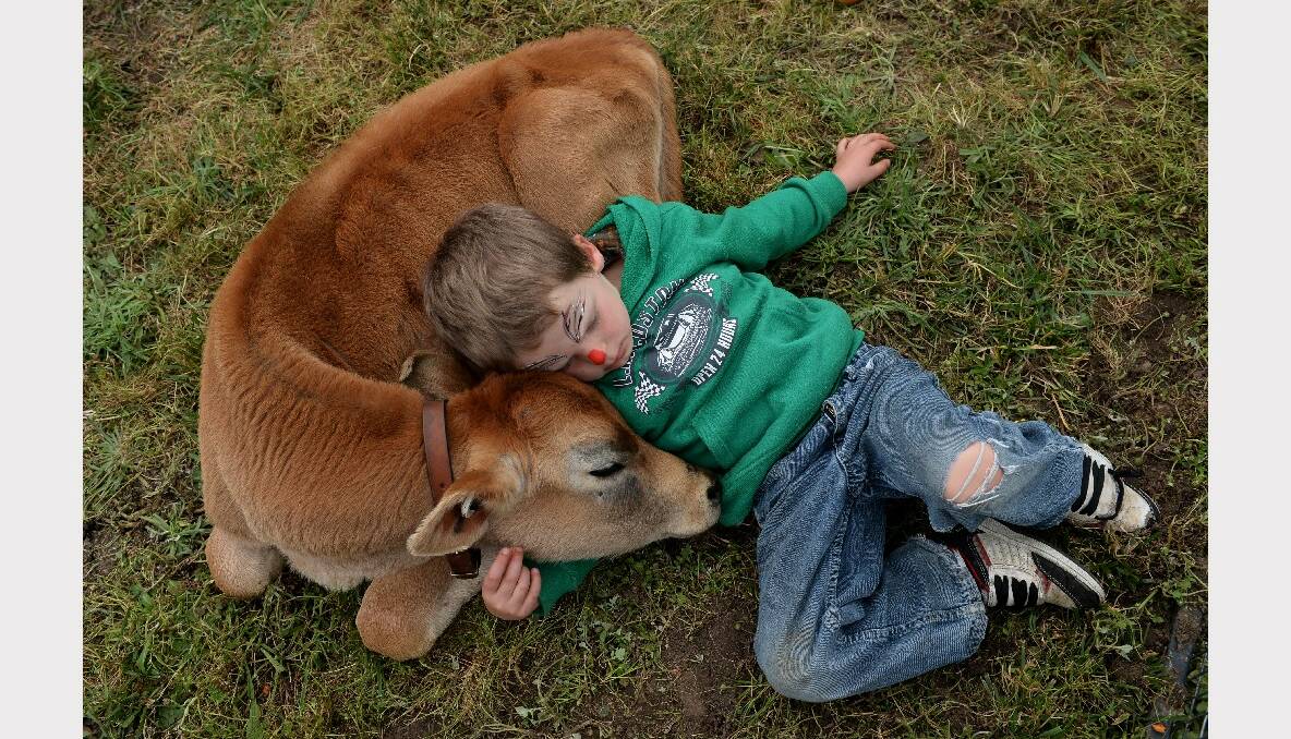 Mitchell Ellen - 3yo hanging out with Woody the cow in the Oolboa Park Mobile Animal Farm. 