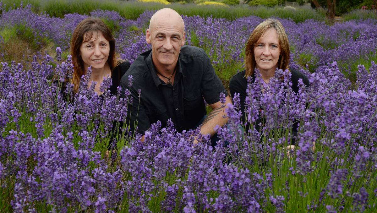 The new owners of Yuulong Lavender Estate. Sharyn Jury, Tony Jury and Debbie Macfarlane. PIC: KATE HEALY