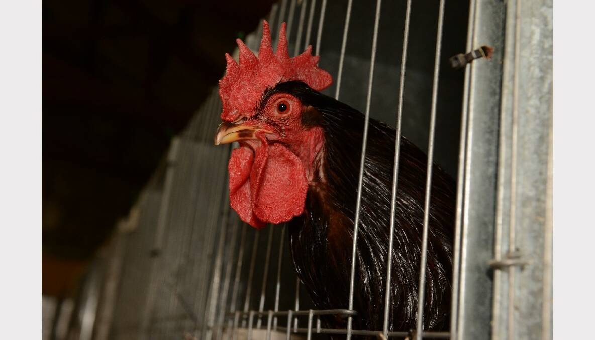 George the VI (a Rhode Island Red rooster)
