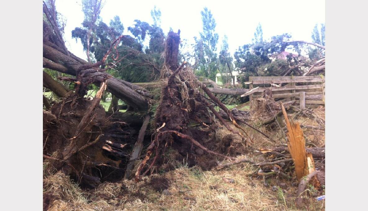 "This is one of six massive pine trees that fell down in the storms in Bonshaw near Delacombe! Wrecked the neighbour's fence and now a massive clean up!" Submitted by Sarah.