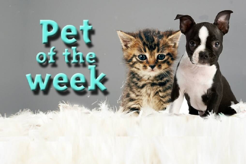 VIDEO: Pet of the week