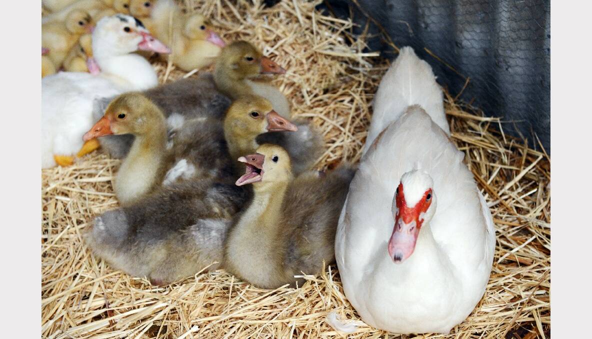 Ducks in the animal nursery