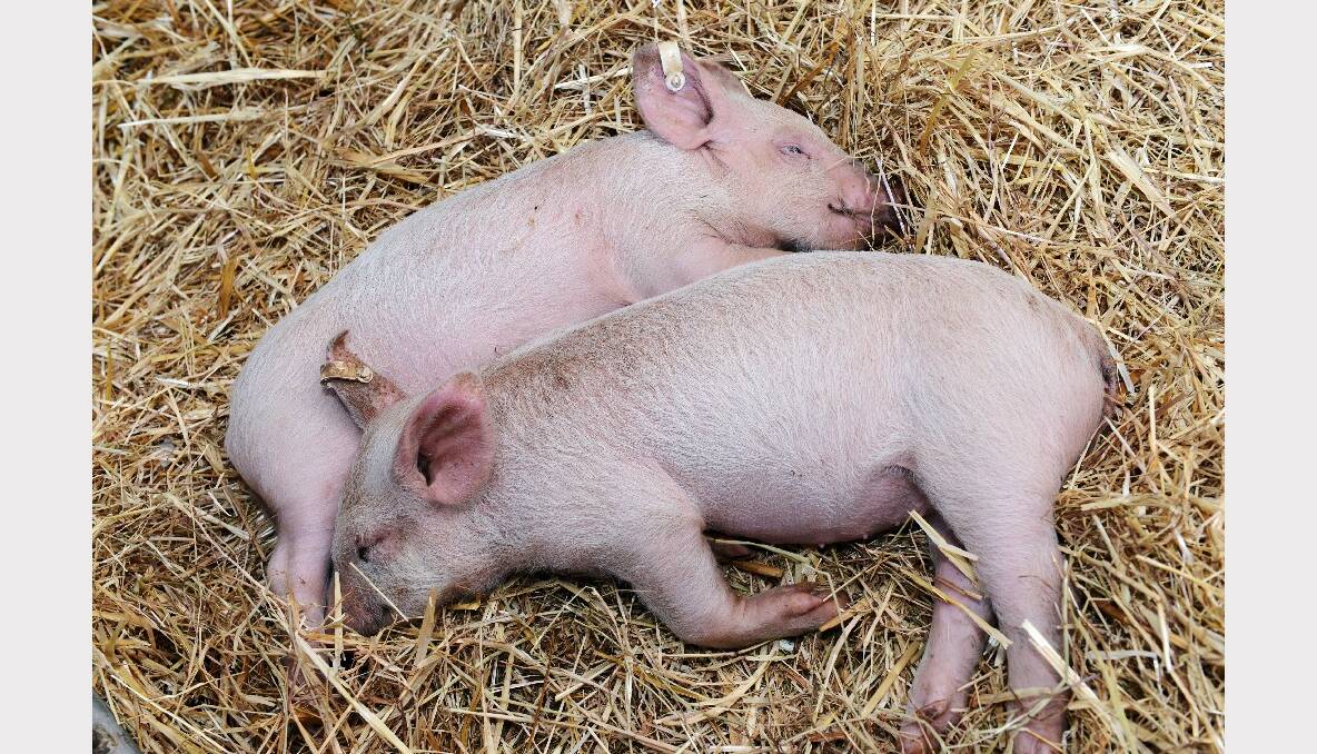 Piglets in the animal nursery