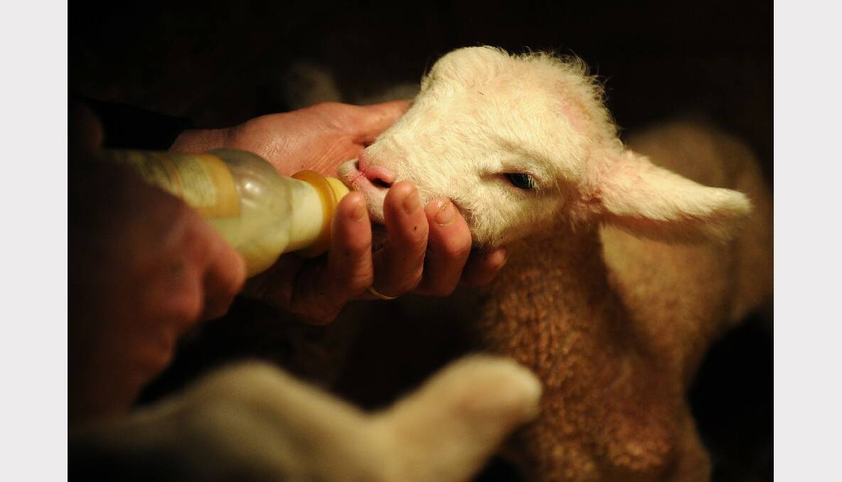 Orphaned lambs waiting for a feed. Photo: Adam Trafford.