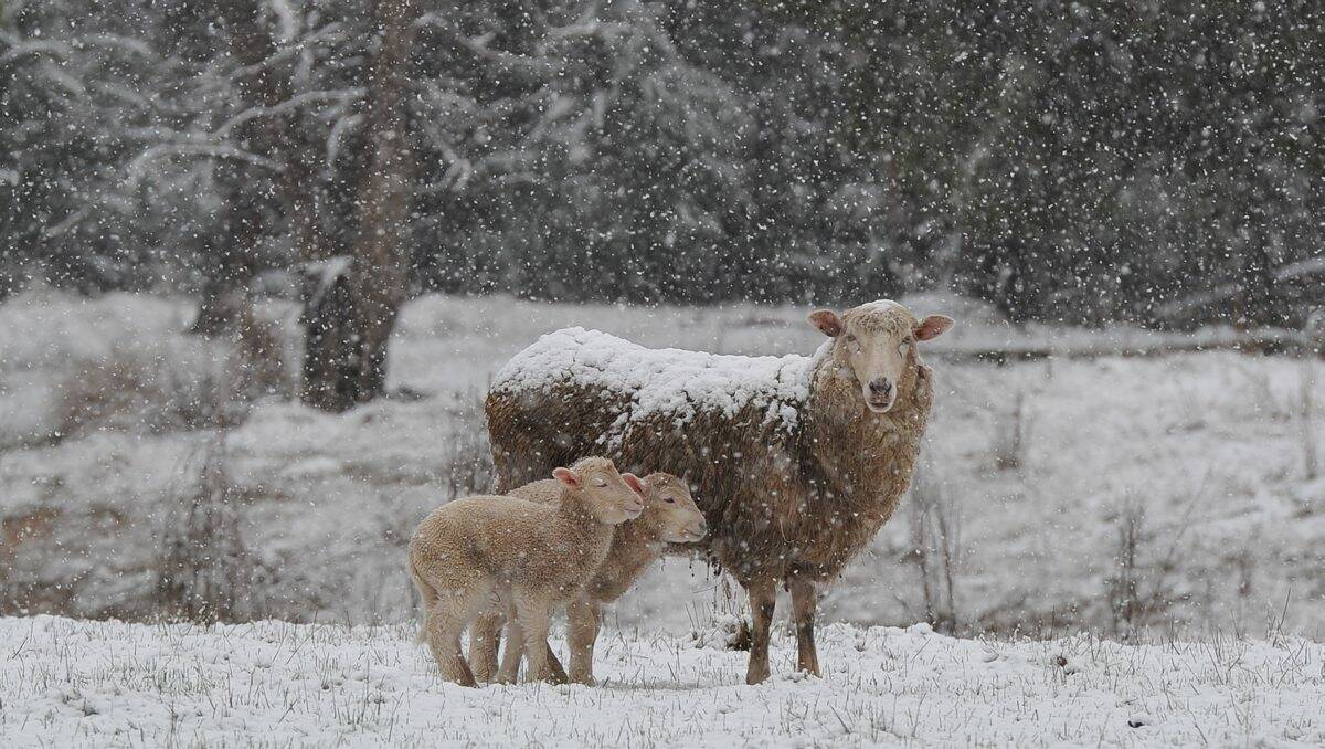 BAA, It's Cold: Two small lambs huddle close to their mother at Eganstown. Picture: Lachlan Bence.