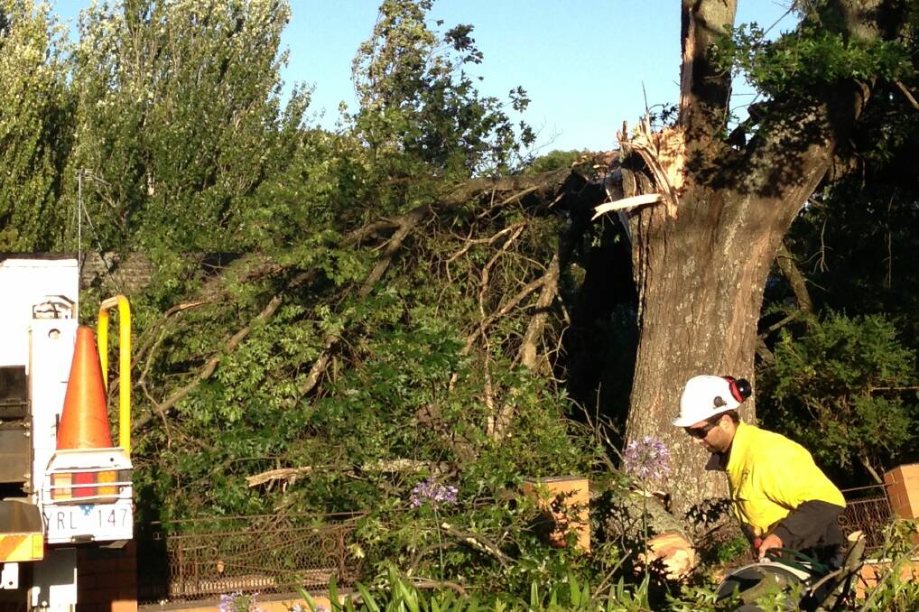 This tree fell across the front of a home in Creswick this morning. PIC: Matt Dixon