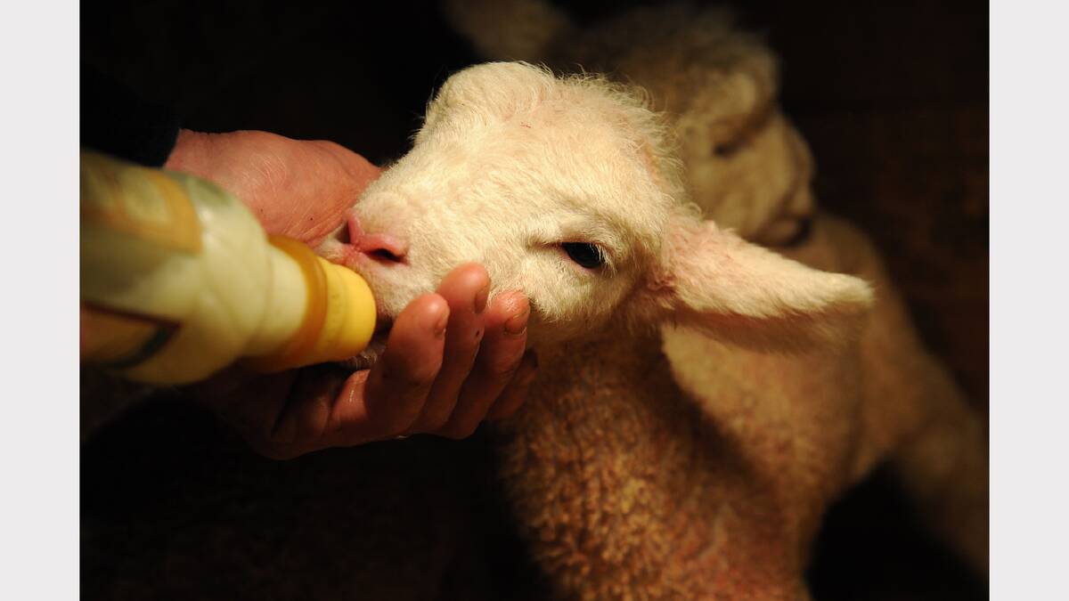 Stuart Sobey feeds an orphaned lamb in his shed PHOTO:ADAM TRAFFORD