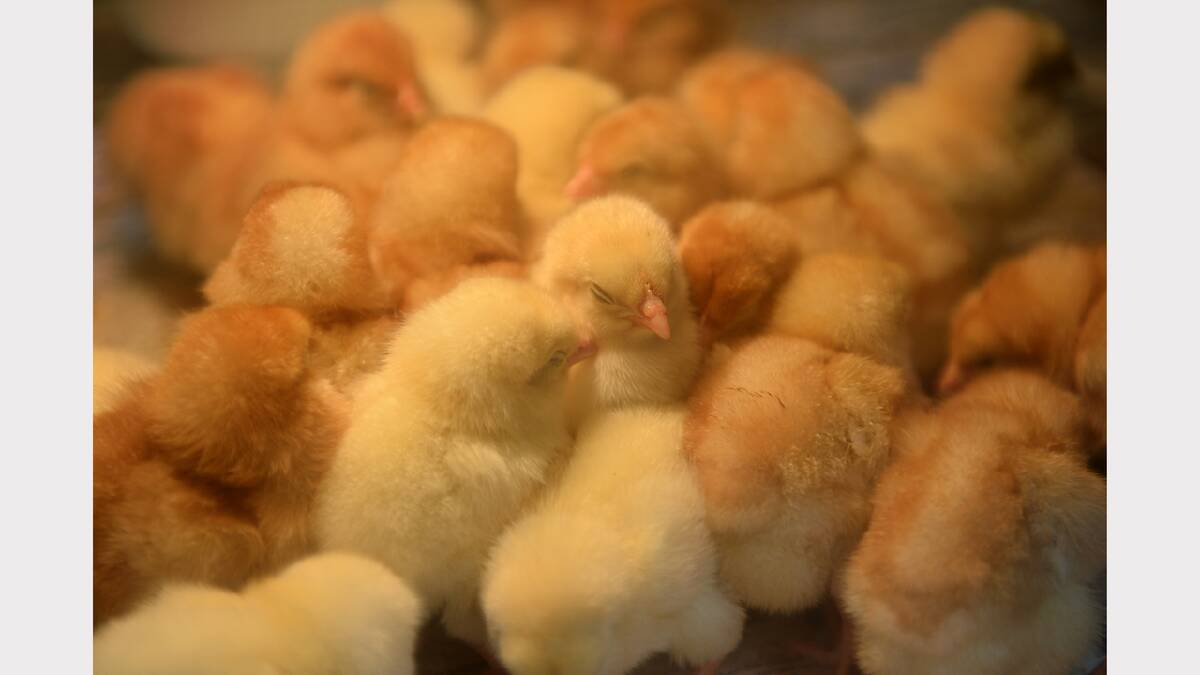 Chicks in the animal farm PIC: ADAM TRAFFORD