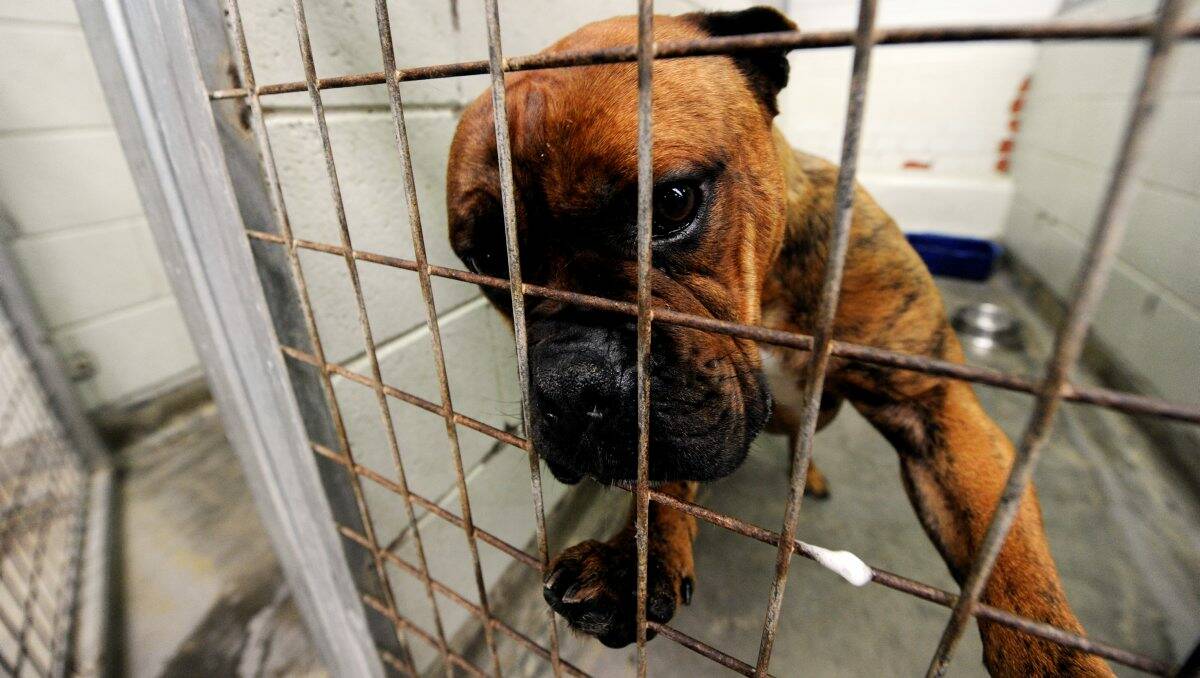 Ballarat pound is now without an operator after Animal Aid pulled out.