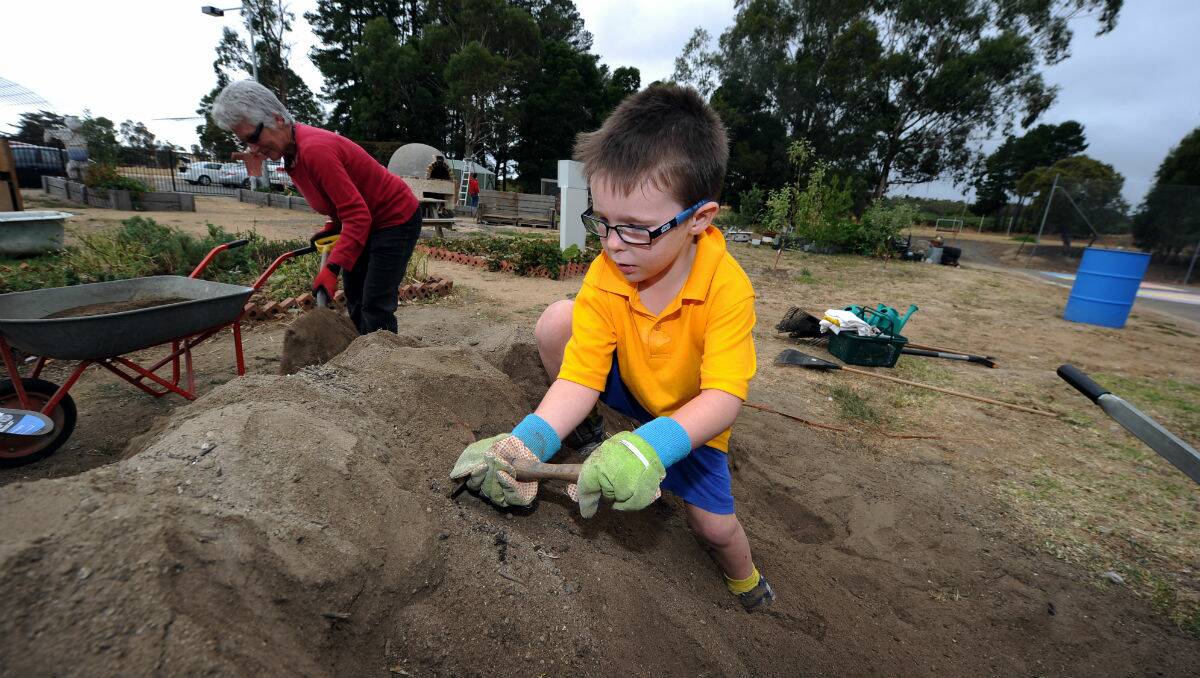 Jack Hardy, 5, digs in the school garden at Woady Yaloak Scarsdale campus. PICTURE: JUSTIN WHITELOCK