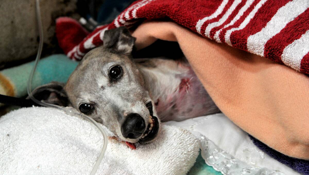 Tilly the Whippet, which was attacked by two dogs in Wendouree this morning. PICTURE: JEREMY BANNISTER