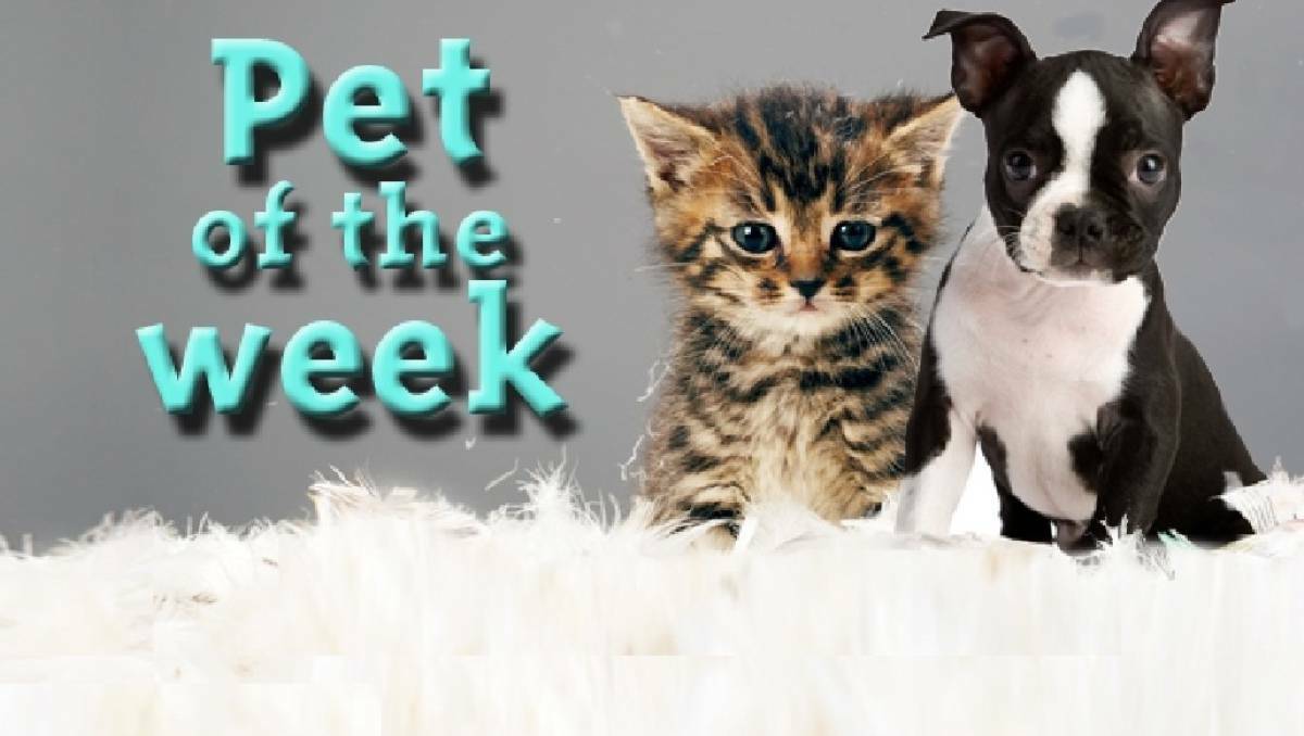 Pet of the week: Tigger