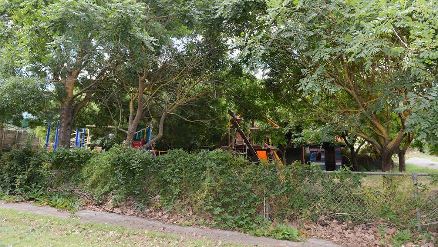 The school's playground, which has started to become overrun with plants. PICTURE: KATE HEALY