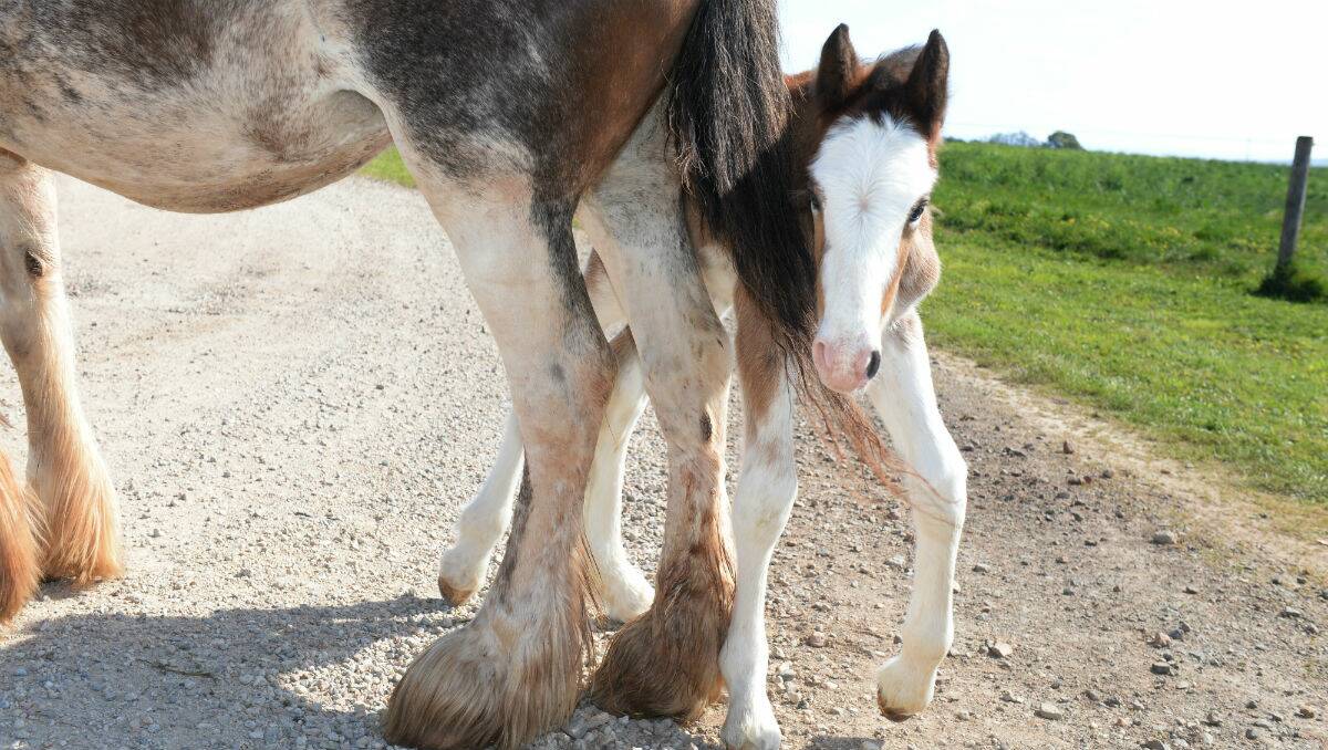 The unnamed American Shetland is the first filly of her breed born in Australia. PICTURE: KATE HEALY