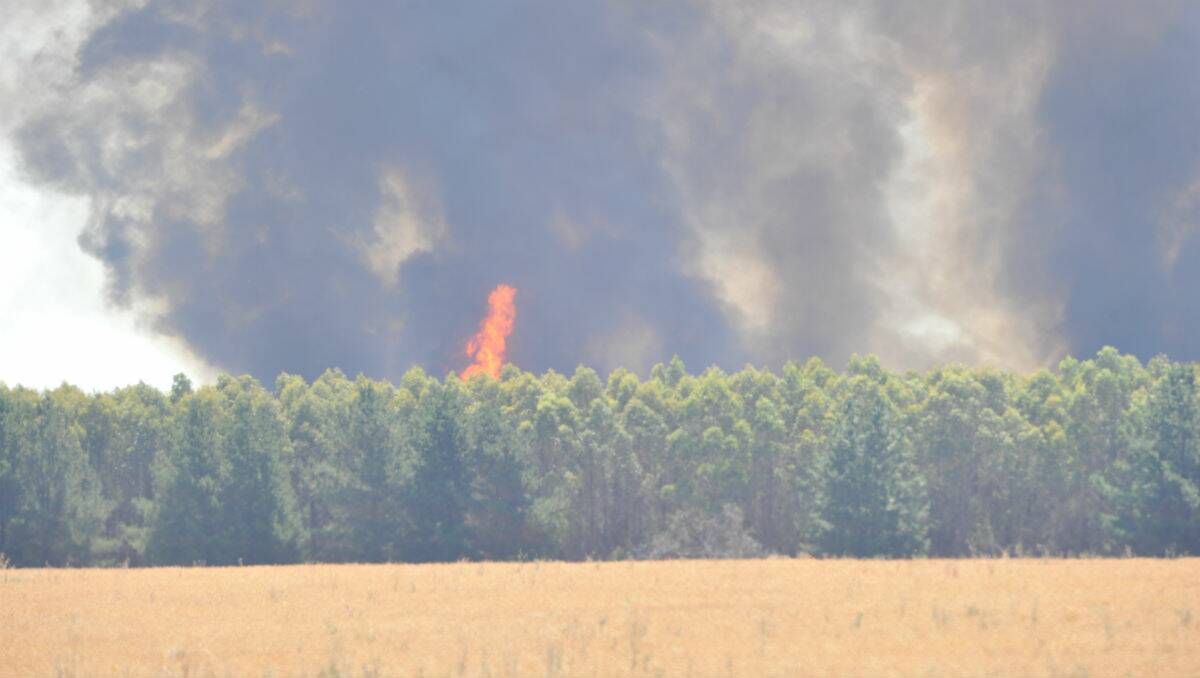 Fire in Trawalla gum tree plantation contained