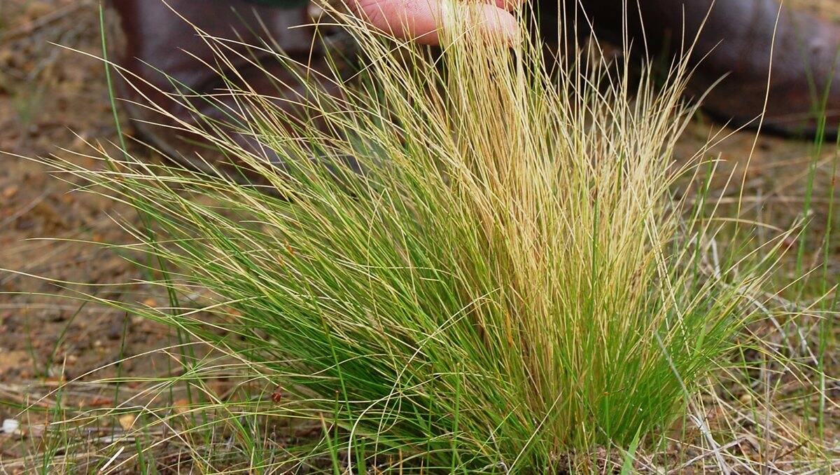A man has been fined  over serrated tussock.