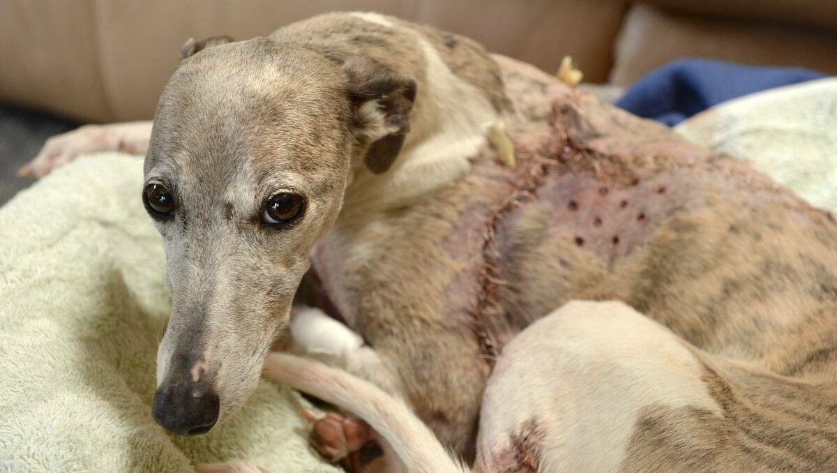 Tilly is one of the poor dogs who was viciously attacked in the region. FILE PIC.