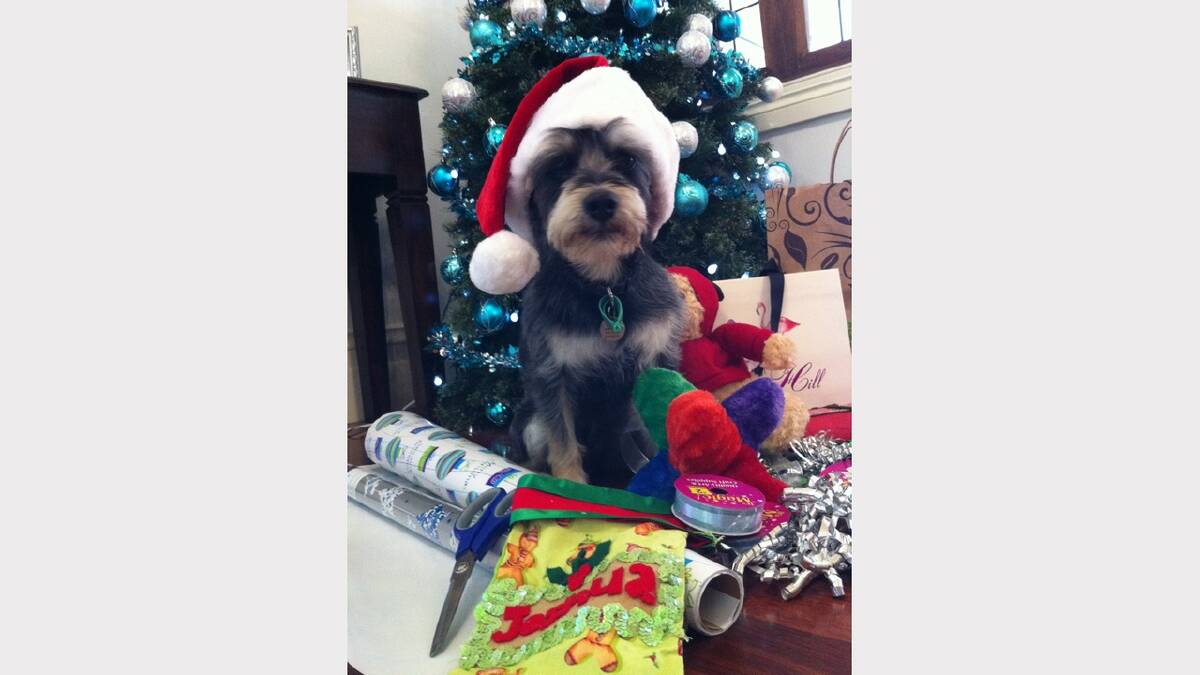 Jack the furry member of the Jeganathan household helping out with the wrapping of the presents. Christmas is a team effort, with help from both children and pets! Sent in by Yvonne Jeganathan.