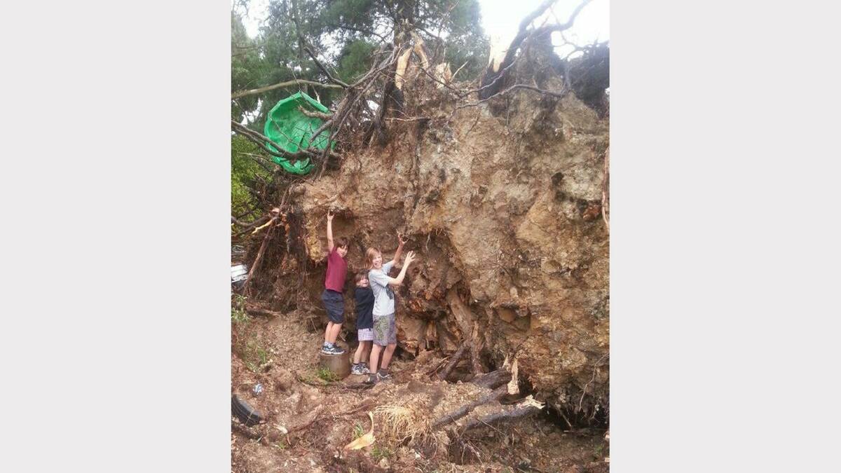 Reader Narelle Dopper sent this picture of a 12 metre tree uprooted in Otway Street, Ballarat East yesterday's storm.