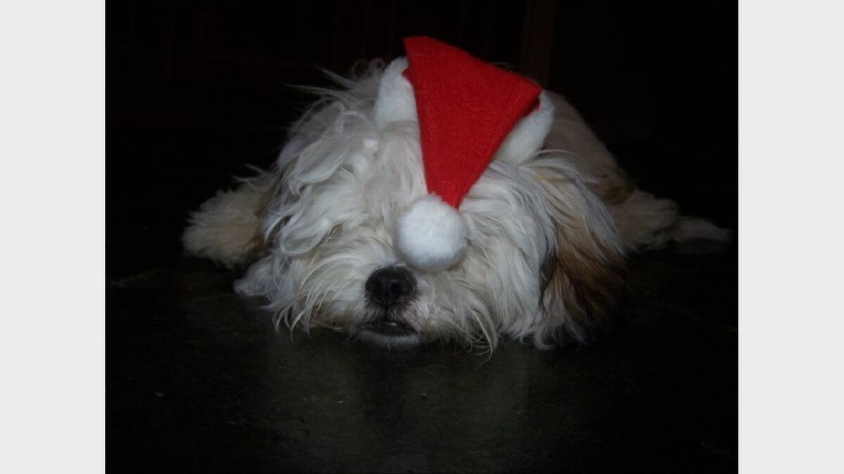 My gorgeous pugslee in his Christmas hat. Sent in by Glenda Curtis.