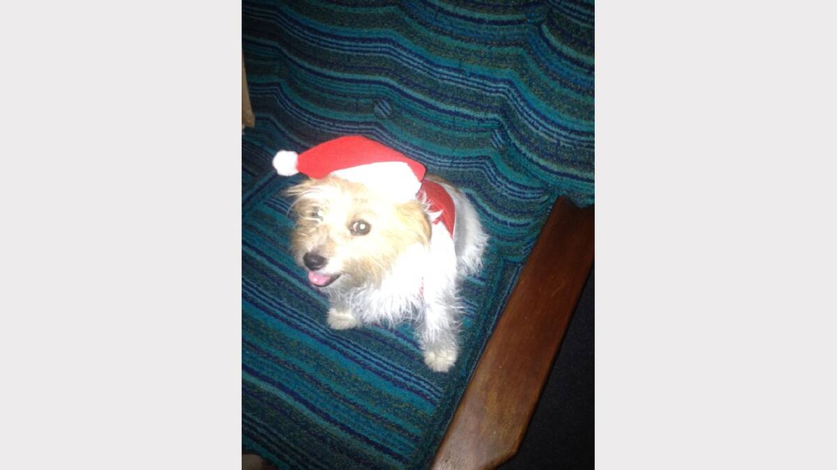 Henny Britt getting into the Christmas spirit. Sent in by Mary Britt. 