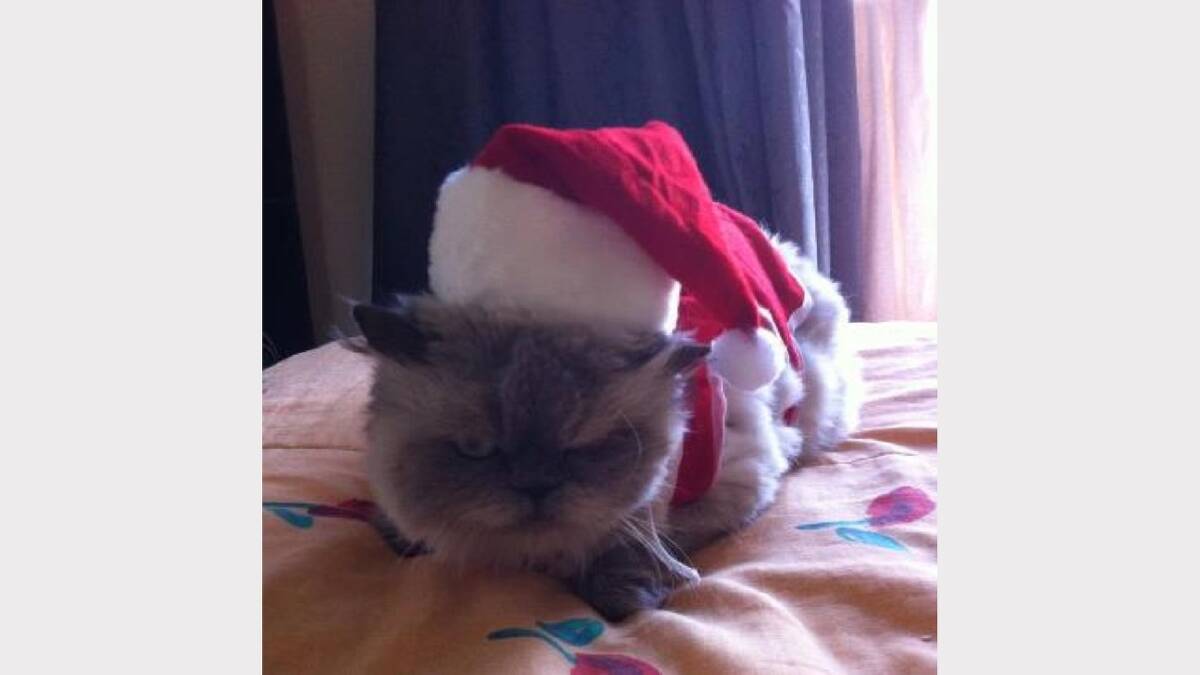 Not a happy Christmas Bella. Sent in by Samantha Wright. 