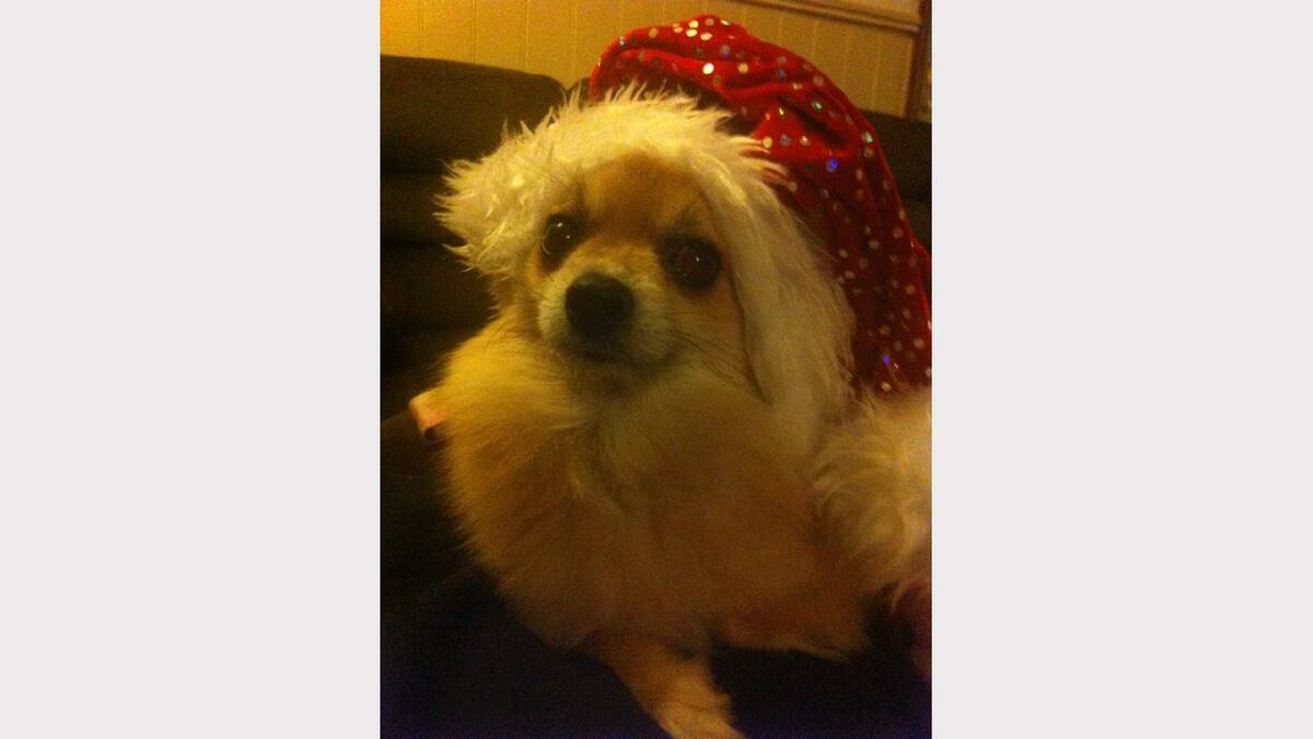 Little Phoebe getting into the Christmas spirit! Sent in by Corrine. 