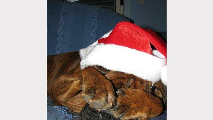 Angus trying to hide from Christmas. Sent in by Leanne Verbaken. 