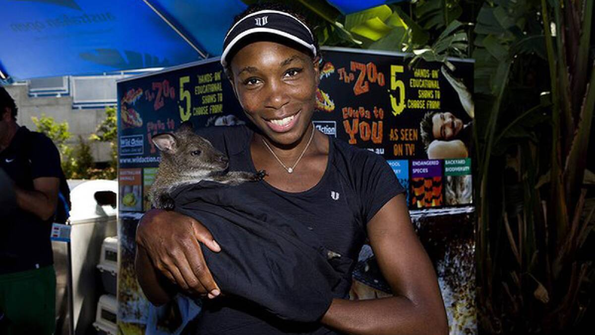 Tennis player Venus Williams with a kangaroo at Melbourne Park, Thursday 10th January 2013. Light entertainment is arranged for the players throughout the tournament. Photo: Paul Jeffers