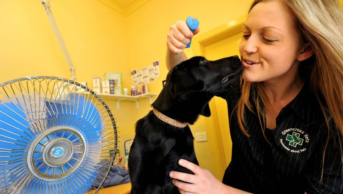 Associate Vet Dr Rebecca Jennings with Roxy the Labrador, reminds owners of the importance of keeping pets cool during the heatwave.