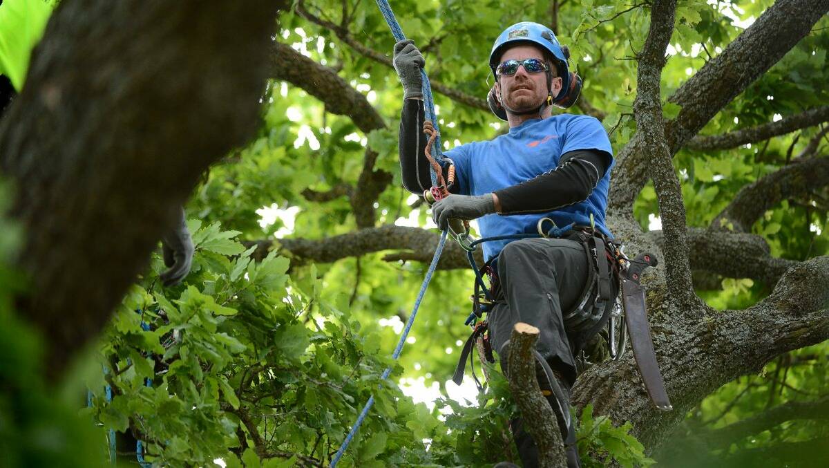A total of 52 of Australia’s best arborists will tackle the gums, pines and elms for the Victorian Tree Climbing Championship.