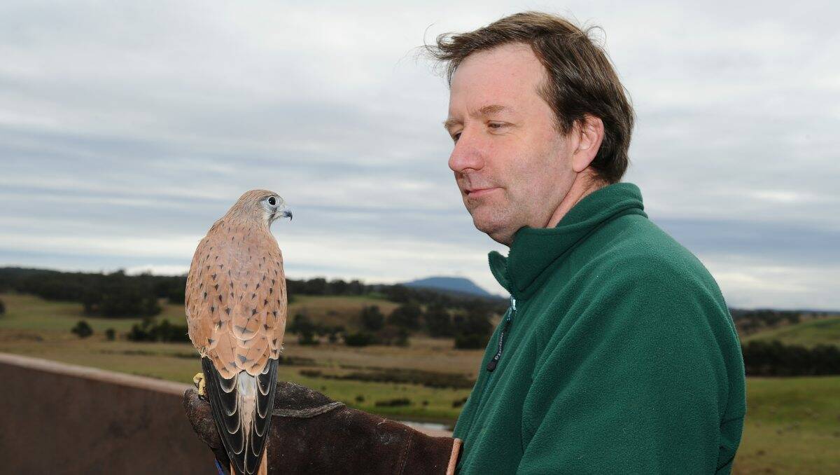 Martin Scuffins with Kevvy, the nankeen kestrel, at Narmbool yesterday. PICTURE: KATE HEALY